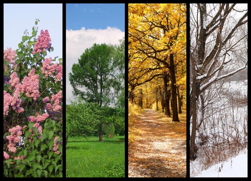 Four seasons spring, summer, autumn, winter trees collage with border. Four seasons spring, summer, autumn, winter trees collage with border