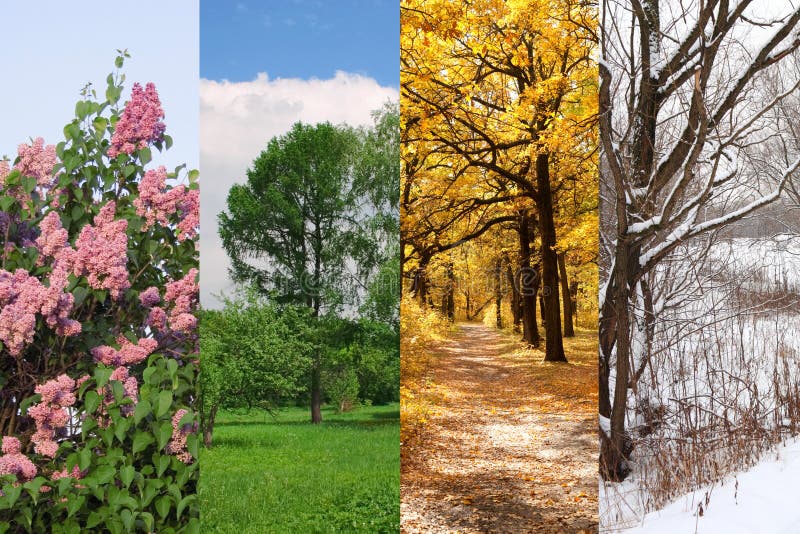 Four seasons spring, summer, autumn, winter trees collage. Four seasons spring, summer, autumn, winter trees collage