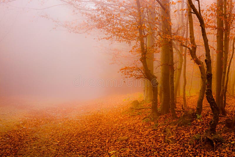 jesień koloru las opuszczać drogowego słońce