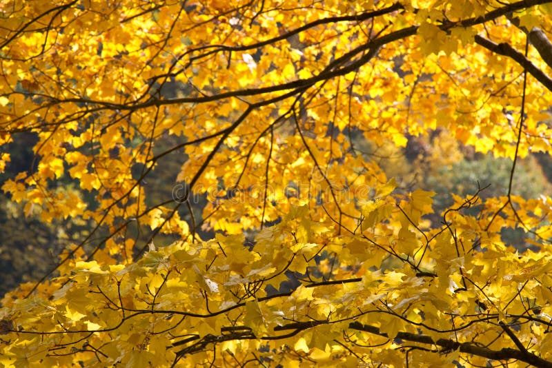 Jesień koloru żółtego kolory w Tokyo