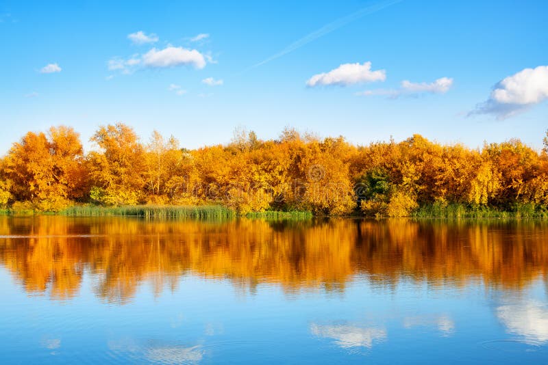 Jesień krajobraz, kolor żółty opuszcza drzewa na brzeg rzekim na niebieskim niebie i biel chmurnieje tło na słonecznym dniu, odbi