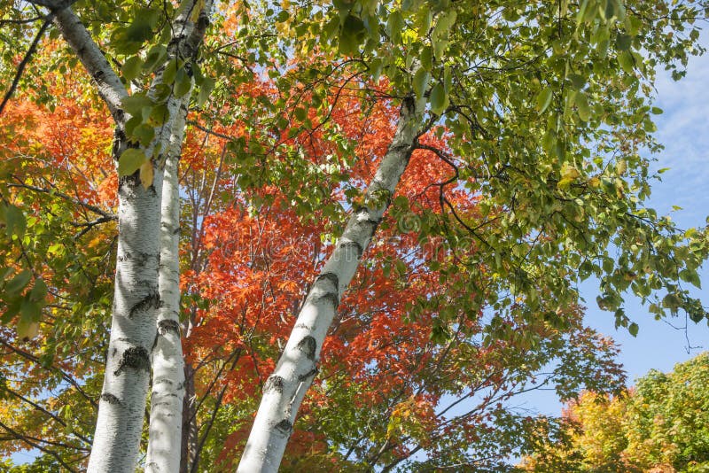 Jesień liścia kolory na srebnej brzozie