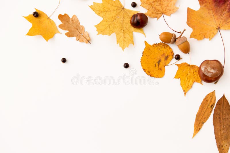 Jesień liście, kasztany, acorns i chokeberries fotografia royalty free