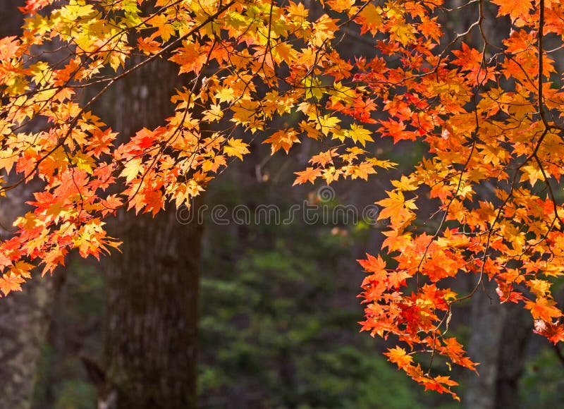 Jesień, liście klonowi, jesienny ulistnienie