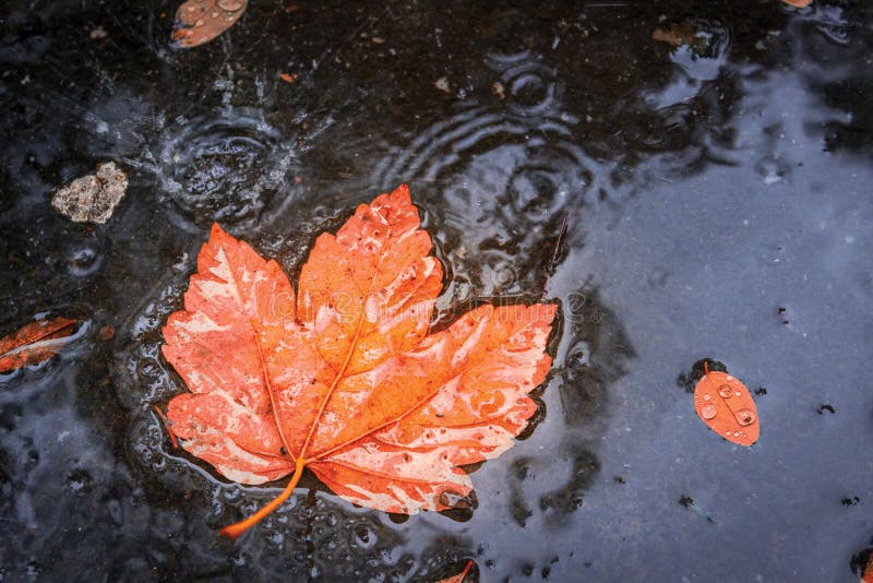 Jesień liść w deszczu