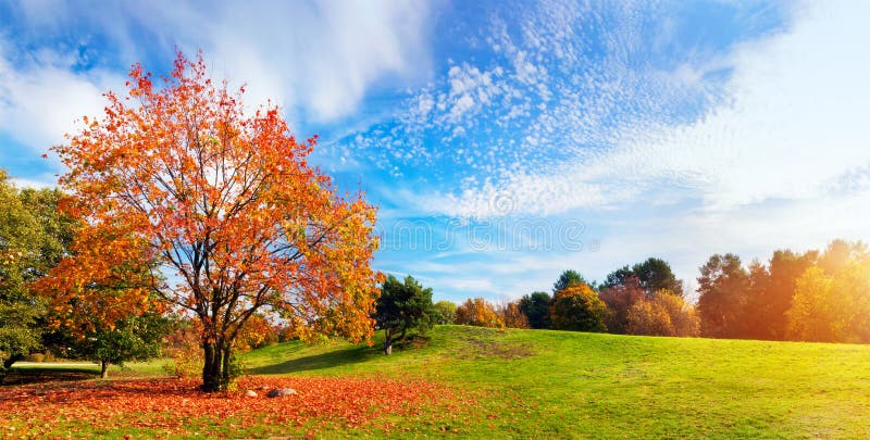 Jesień, spadku krajobraz drzewni kolorowi liść