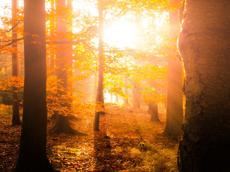 Jesień w bukowej lasowej Pięknej ciepłej scenerii z pierwszy ranku słońca promieniami w mglistym jesiennym lesie