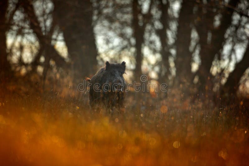 Jesień w lasowym Dużym Dzikim knurze, Sus scrofa, działająca trawy łąka, czerwony jesień las w tle Przyrody scena od natura fotografia stock Jesień w lasowym Dużym Dzikim knurze, Sus scrofa, działająca trawy łąka, czerwony jesień las w tle Przyrody scena od natura fotografia stock