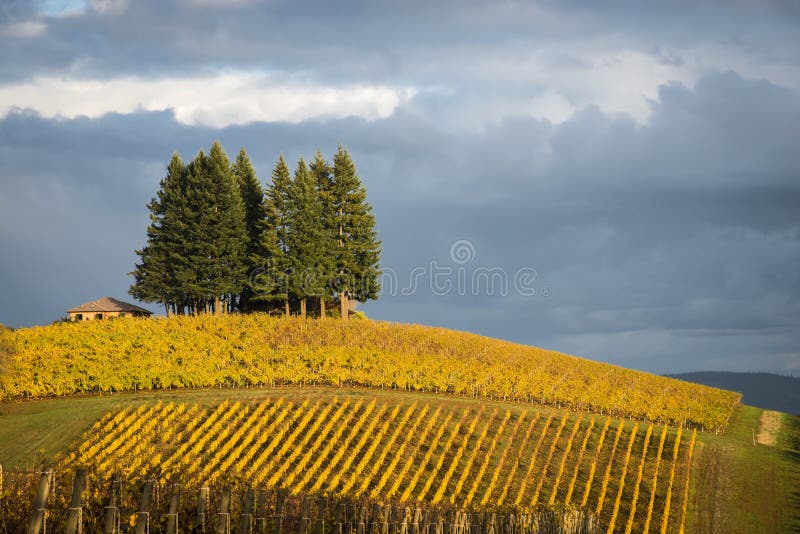 Jesień winnicy, Willamette dolina, Oregon