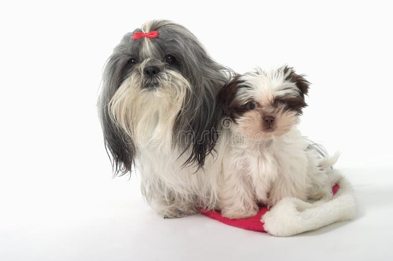 Cute Shih Tzu dogs sitting on a Santa hat. One is a 1 year old female dog and the other is a 3 month old puppy. Cute Shih Tzu dogs sitting on a Santa hat. One is a 1 year old female dog and the other is a 3 month old puppy.