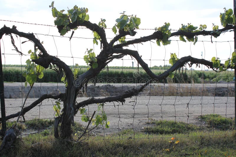 Jesus said, `I Am the vine, you are the branches. If a man remains in Me and I in him, he will bear much fruit; apart from Me you can do nothing.` John 15:5 This strong vine grows in Dinuba, a small Agricultural town located in the heartland of California`s Central Valley.  A place where grapes are grown in abundance, and raisins shrivel up perfectly under the hot sun. Jesus said, `I Am the vine, you are the branches. If a man remains in Me and I in him, he will bear much fruit; apart from Me you can do nothing.` John 15:5 This strong vine grows in Dinuba, a small Agricultural town located in the heartland of California`s Central Valley.  A place where grapes are grown in abundance, and raisins shrivel up perfectly under the hot sun.