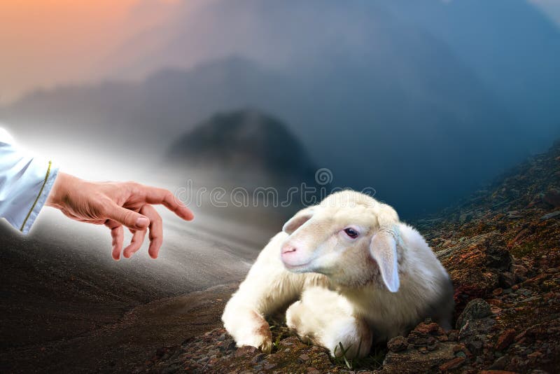 Jesus hand reaching out to a lost sheep. Biblical theme concept stock photos