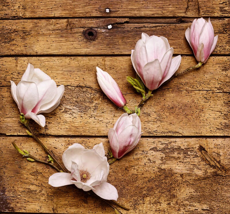 Jet des magnolias roses fraîches savoureuses photos stock Jet des magnolias roses fraîches savoureuses photos stock