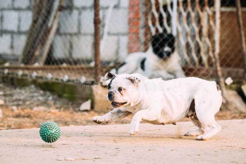 Jeu blanc de chien de bouledogue français avec la boule dans la cour image stock Jeu blanc de chien de bouledogue français avec la boule dans la cour image stock