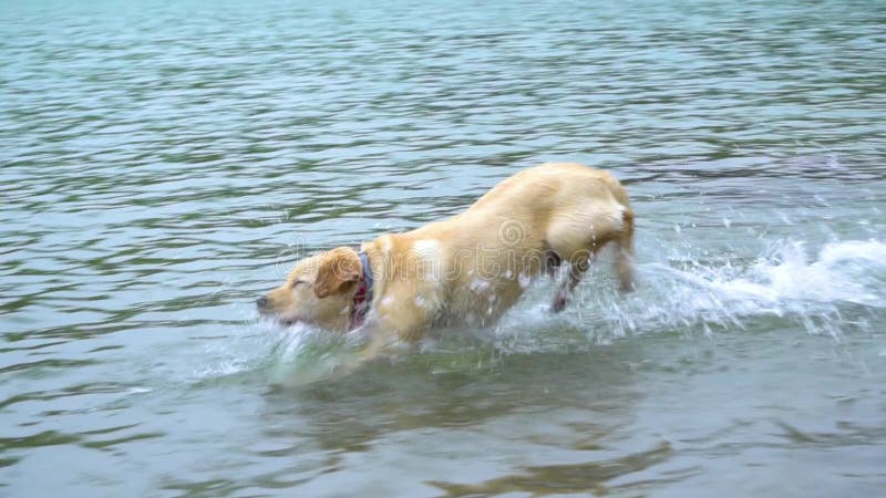 Jeu de chiot de Labrador dans le lac de montagne Fonctionnement dans l'eau Mouvement lent Le chien de la race labrador retriever