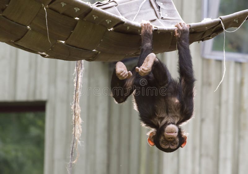 11.225 fotografias e imagens de Chimpanzé - Getty Images