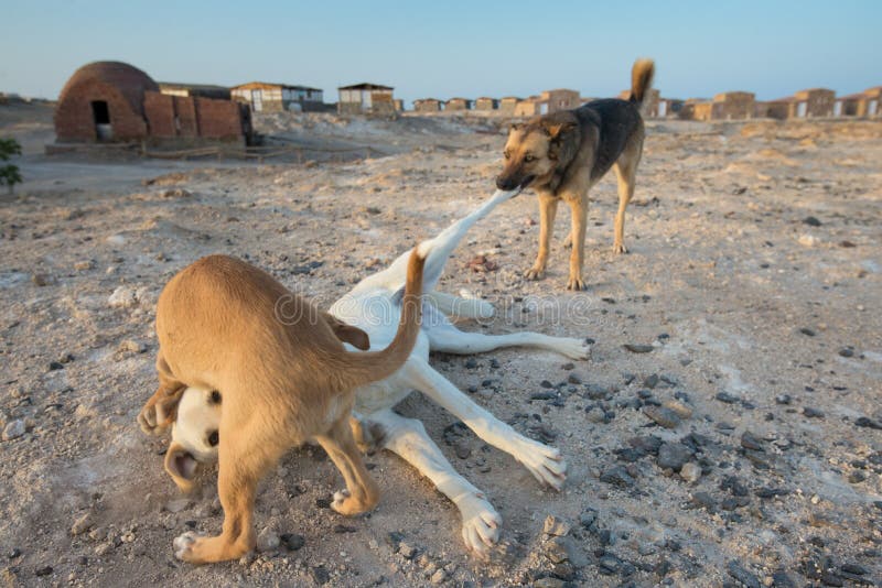 Jeu égyptien de chiens de rue photo stock Jeu égyptien de chiens de rue photo stock