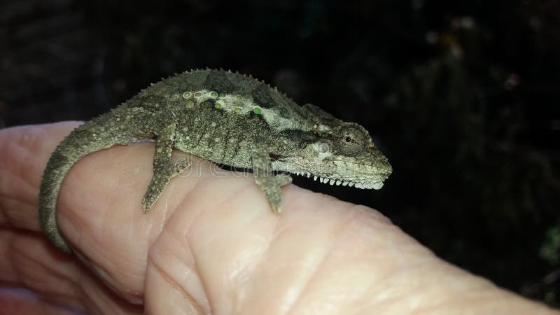 Jeugd Dwergkaaimankrokodil Die Zich In Het Water ...