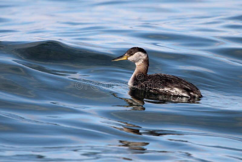 Jeugd Fuut Met rode hals stock afbeelding