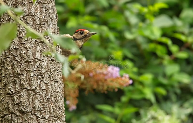 Jeugd Grote Bevlekte Specht, die uit van achter palmboomstam gluren stock fotografie Jeugd Grote Bevlekte Specht, die uit van achter palmboomstam gluren stock fotografie