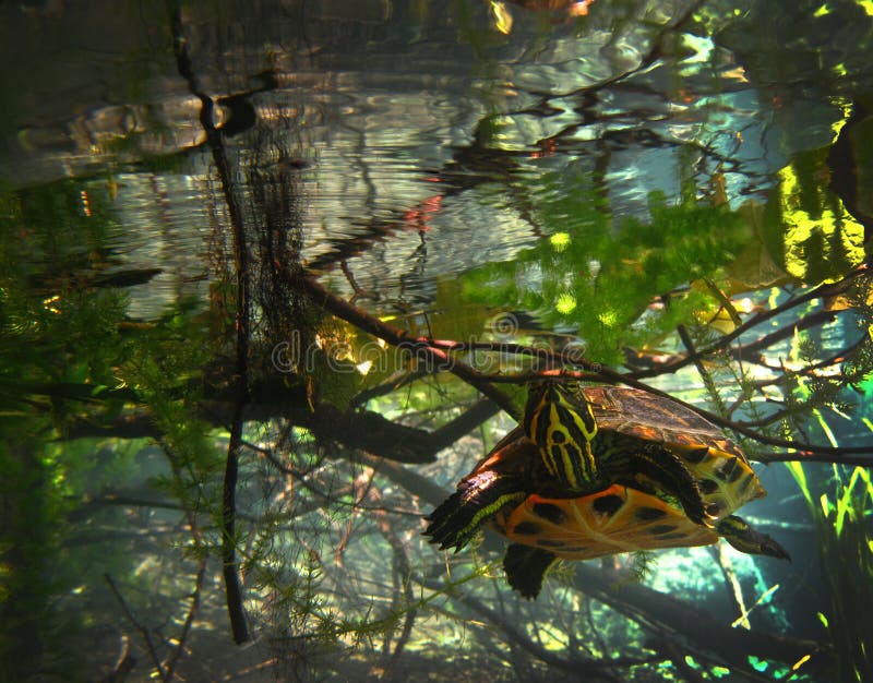 A juvenile Peninsular Turtle swims toward, instead of away, from the underwater photographer and gets a close up look of the camera in the shallow clear freshwaters of Merritts Mill Pond, Marianna, FL in June 2013. A juvenile Peninsular Turtle swims toward, instead of away, from the underwater photographer and gets a close up look of the camera in the shallow clear freshwaters of Merritts Mill Pond, Marianna, FL in June 2013.