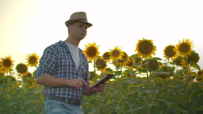 Jeune agriculteur avec tablette sur un champ de tournesol au coucher du soleil dans la nature