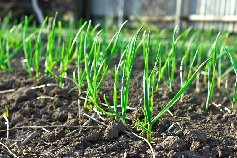 Jeune ail sur les lits de jardin photographie stock Jeune ail sur les lits de jardin photographie stock
