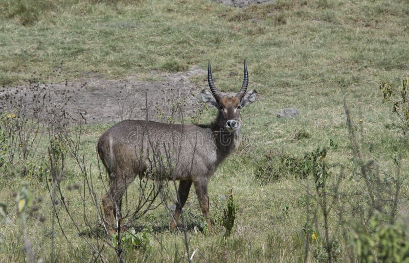 Jeune antilope masculine de taureau de Waterbuck avec les klaxons striés en Tanzanie, Afrique image stock Jeune antilope masculine de taureau de Waterbuck avec les klaxons striés en Tanzanie, Afrique image stock