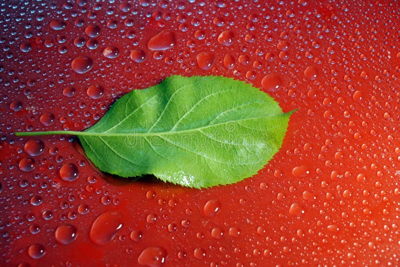 jeune Apple vert poussent des feuilles et arrosent des baisses sur l'écologie rouge de fond photos stock jeune Apple vert poussent des feuilles et arrosent des baisses sur l'écologie rouge de fond photos stock