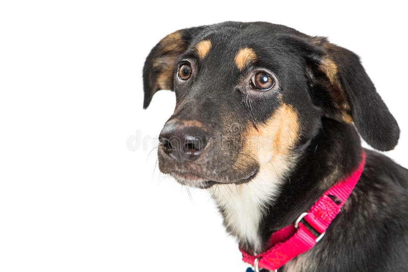 Jeune berger Crossbreed Facing Side de plan rapproché photographie stock Jeune berger Crossbreed Facing Side de plan rapproché photographie stock