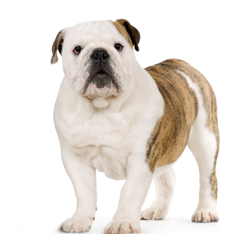 Jeune bouledogue anglais image stock