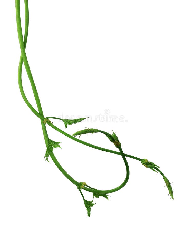 Jeune branche des houblon avec des feuilles D'isolement Ressort brassage photo libre de droits Jeune branche des houblon avec des feuilles D'isolement Ressort brassage photo libre de droits