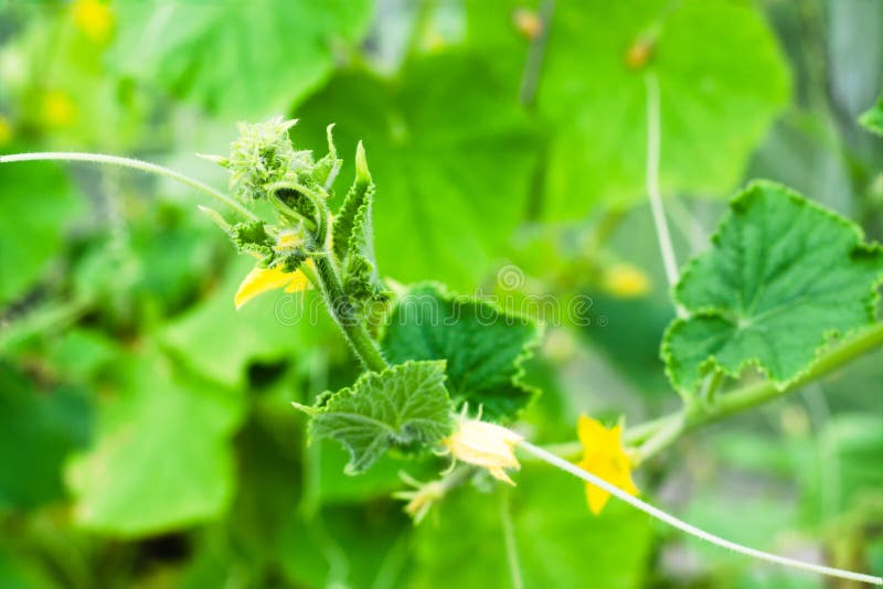 Jeune buisson de concombre avec des fleurs dans une serre image stock