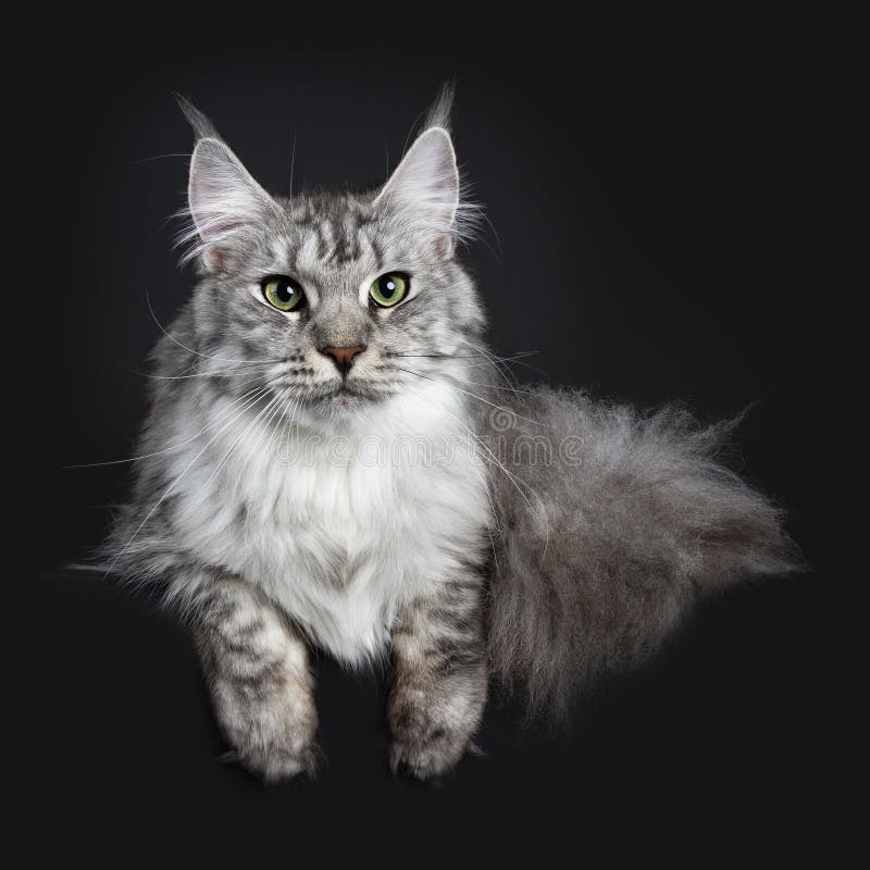 Jeune Chat Adulte Tigre Argente Majestueux De Maine Coon Se Reposant Faisant Face A L Avant Avec L Enorme Queue Pres Du Corps Acc Photo Stock Image Du Queue Adulte Jeune Chat Adulte Tigre Argente Majestueux De Maine Coon Se Reposant Faisant Face A L Avant Avec L Enorme Queue Pres Du Corps Acc Photo Stock Image Du Queue Adulte