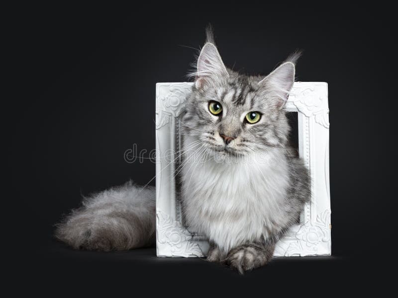 Jeune Chat Adulte Tigre Argente Majestueux De Maine Coon Se Reposant Dans Le Cadre De Tableau Blanc Regardant Directement La Len Photo Stock Image Du Blanc Coon Jeune Chat Adulte Tigre Argente Majestueux De Maine Coon Se Reposant Dans Le Cadre De Tableau Blanc Regardant Directement La Len Photo Stock Image Du Blanc Coon