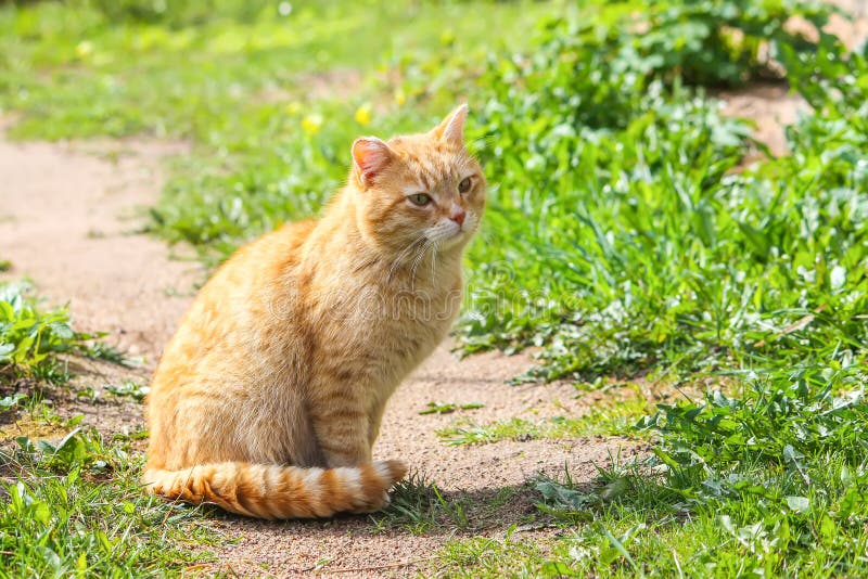 Jeune chat rouge avec les yeux verts sur le fond d'herbe d'été dans une cour de pays image stock