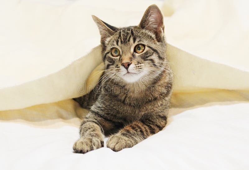 Chat Sous Une Couverture Photo Stock Image Du Felin 1110