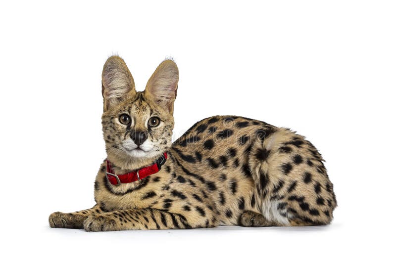 Jeune Chaton De Chat De Serval D Isolement Sur Le Fond Blanc Image Stock Image Du Sauvage Fond