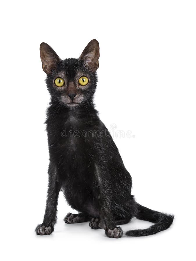Jeune Chaton Doux De Chat De Lykoi D Adulte D Isolement Sur Le Fond Blanc Photo Stock Image Du Halloween Fond Jeune Chaton Doux De Chat De Lykoi D Adulte D Isolement Sur Le Fond Blanc Photo Stock Image Du Halloween Fond