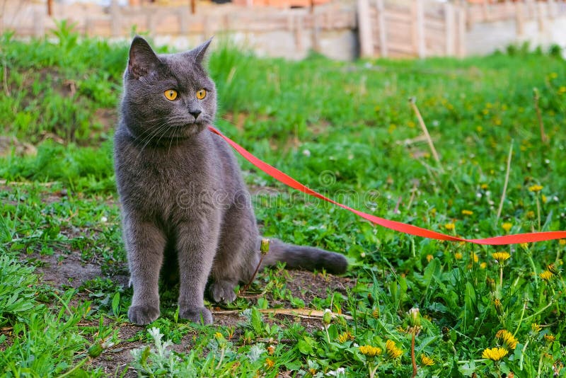 Chat Et Harnais De Ragondin De Maine Image stock - Image du chat, gris:  64036853