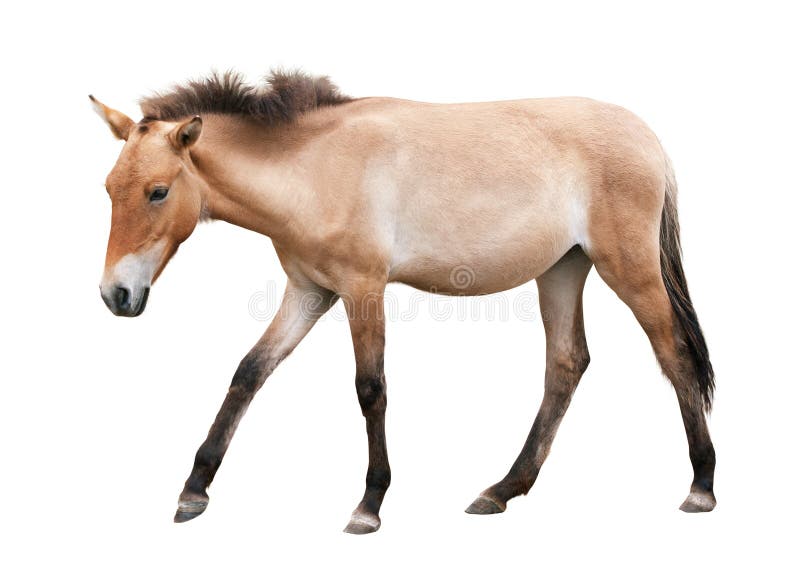Jeune cheval d'isolement sur le blanc photographie stock Jeune cheval d'isolement sur le blanc photographie stock