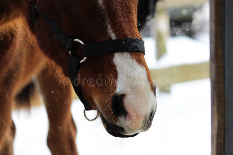 jeune cheval rouge de nez mou et sensible avec une tache blanche dans des licous support de cheval dans un pré dehors en plein ai photo stock jeune cheval rouge de nez mou et sensible avec une tache blanche dans des licous support de cheval dans un pré dehors en plein ai photo stock