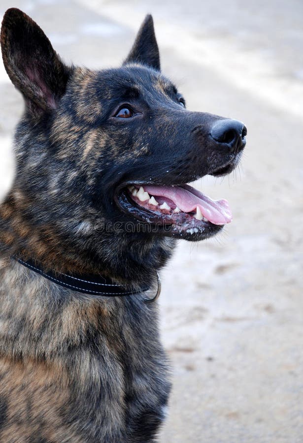 Portrait of a dutch shepherd, hollands herder, outside. This docile breed is often trained as a police dog. Portrait of a dutch shepherd, hollands herder, outside. This docile breed is often trained as a police dog