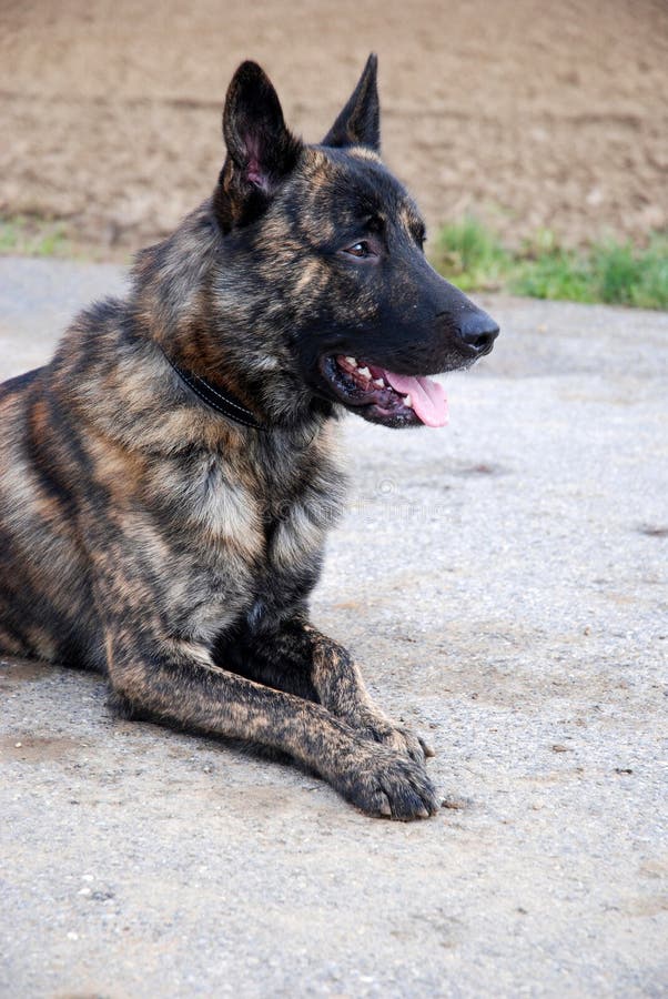 Portrait of a dutch shepherd, hollands herder, outside. This docile breed is often trained as a police dog. Portrait of a dutch shepherd, hollands herder, outside. This docile breed is often trained as a police dog