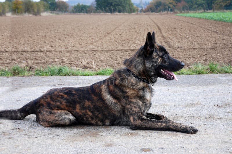 Portrait of a dutch shepherd, hollands herder, outside. This docile breed is often trained as a police dog. Portrait of a dutch shepherd, hollands herder, outside. This docile breed is often trained as a police dog