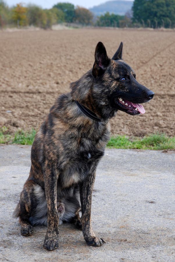 Portrait of a dutch shepherd, hollands herder, outside. This docile breed is often trained as a police dog. Portrait of a dutch shepherd, hollands herder, outside. This docile breed is often trained as a police dog