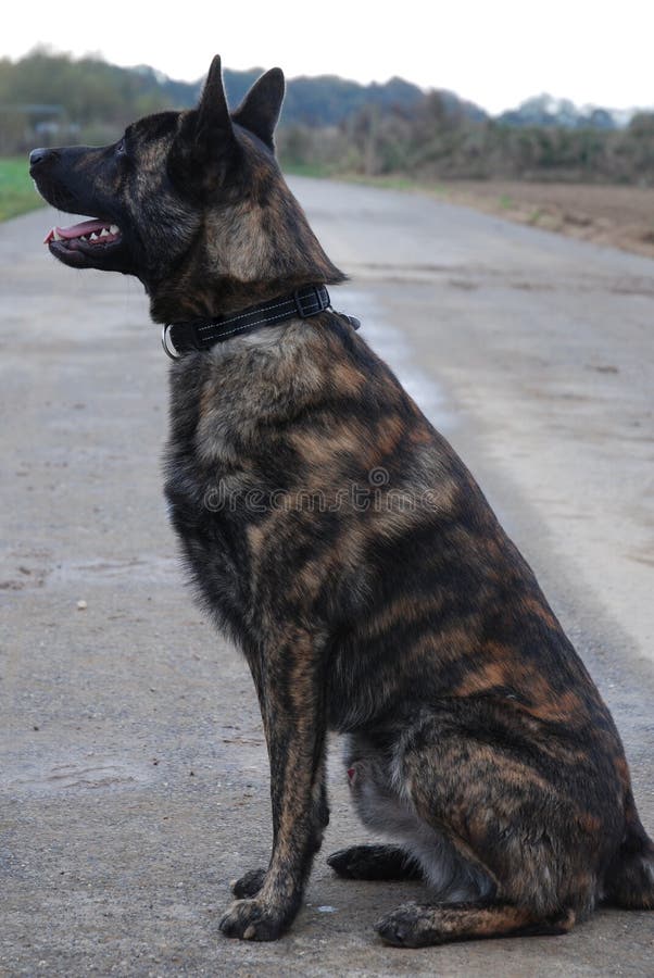 Portrait of a dutch shepherd, hollands herder, outside. This docile breed is often trained as a police dog. Portrait of a dutch shepherd, hollands herder, outside. This docile breed is often trained as a police dog