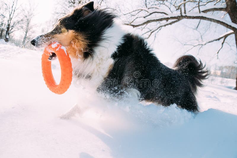 Jeune chien de berger de Shetland drôle, Sheltie, Collie Playing With Ring Toy extérieure en parc de Milou, saison d'hiver Animal photos libres de droits Jeune chien de berger de Shetland drôle, Sheltie, Collie Playing With Ring Toy extérieure en parc de Milou, saison d'hiver Animal photos libres de droits