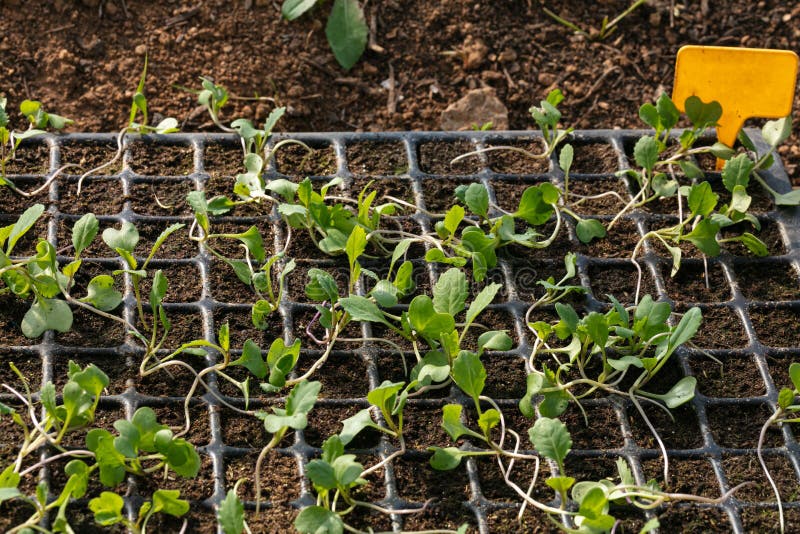 Young Chou cabus pointu plants, Brassica oleracea `Poet’, cabbagein small pots for planting. Young Chou cabus pointu plants, Brassica oleracea `Poet’, cabbagein small pots for planting