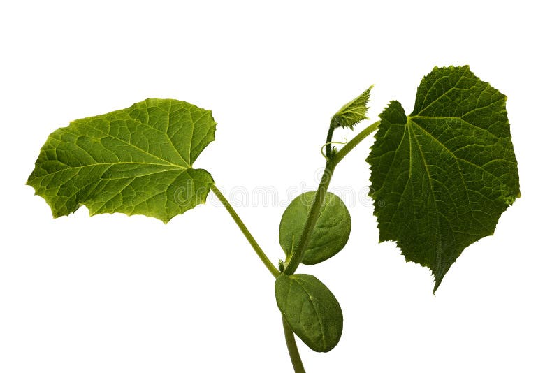 Jeune concombre de buisson photo stock